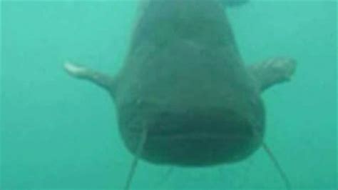 VERIFY: Is giant catfish big enough to swallow a human? | khou.com