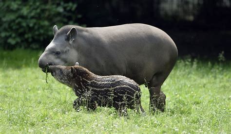 Why Is The Brazilian Tapir A Threatened Species? - WorldAtlas