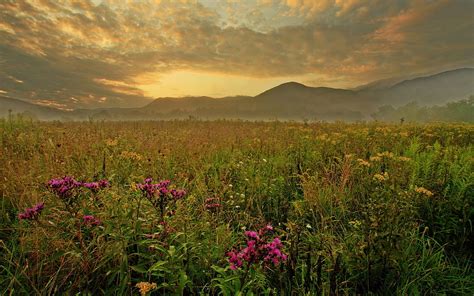 Pink flowers, nature, sunset, landscape, flowers HD wallpaper ...