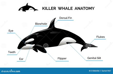 Killer Whale Anatomy Vector Illustration | CartoonDealer.com #51866456