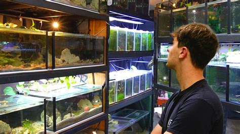 The Ultimate Nano Fish Collection | In Depth Tour – HousePetsCare.com