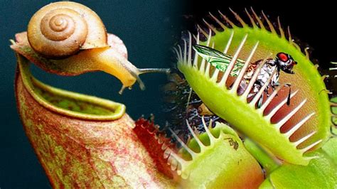 Carnivorous Plant Botany Britannica