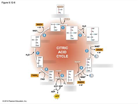 Citric Acid Cycle Diagram | Quizlet