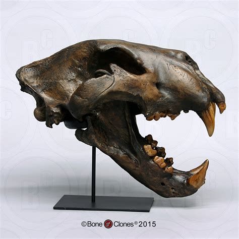 Cat Skull (American Lion) Tarpit Finish Cast Replica - Panthera atrox | Darwin and Wallace: A ...