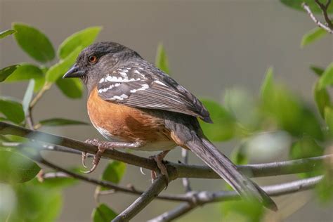 Meet the Spotted Towhee — Sacramento Audubon Society