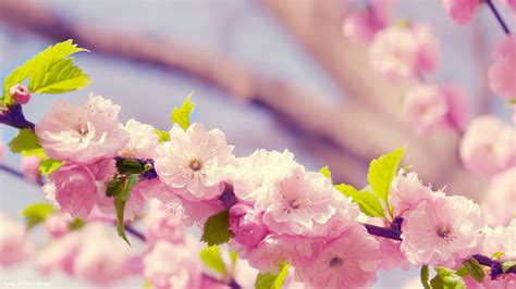 🔥 [0+] Spring Flowers Wallpapers Backgrounds | WallpaperSafari