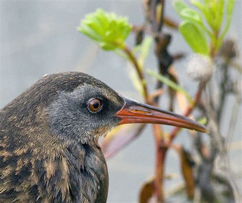 Virginia Rail (Don Edwards San Francisco Bay National Wildlife Refuge) · iNaturalist Mexico