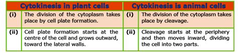 Cytokinesis Different In Plants And Animals