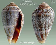 Conus hybridus - Alchetron, The Free Social Encyclopedia