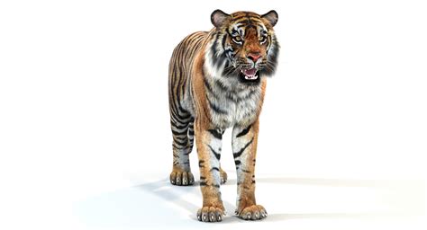 3D sumatran tiger fur colors - TurboSquid 1170597