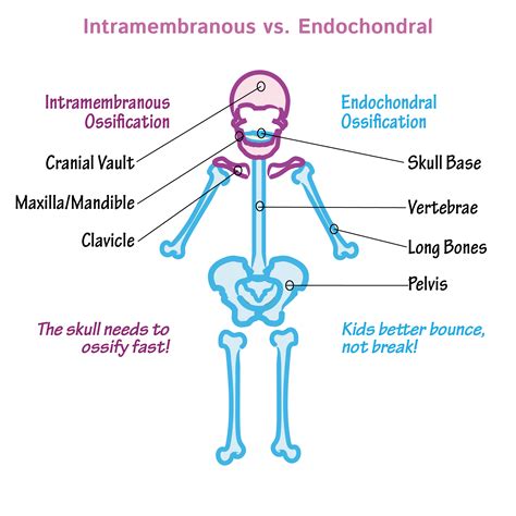 Embryology Glossary: Intramembranous vs Endochondral | Draw It to Know It