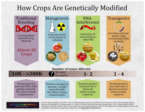 5 Best Of What Is One Major Difference Between Selective Breeding And Genetic Engineering HD ...