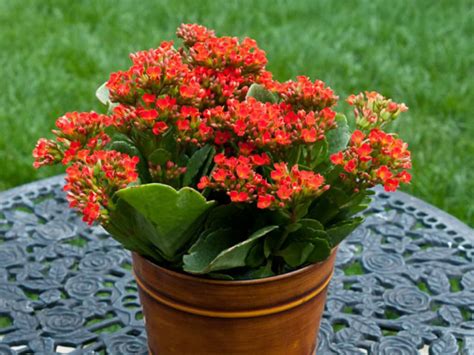 How to Grow and Care for Kalanchoe - World of Succulents