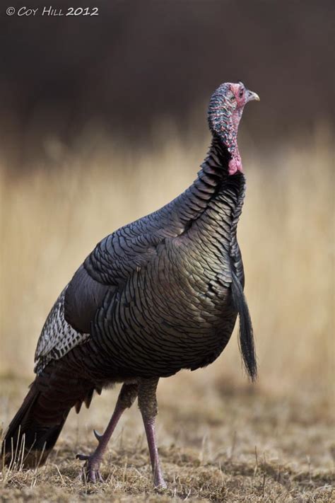 Country Captures: Eastern Wild Turkey Gobbler