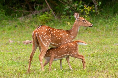 Axis Deer - Facts and Beyond | Biology Dictionary