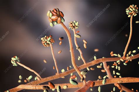 Acremonium mould fungus, illustration - Stock Image - F035/7014 - Science Photo Library