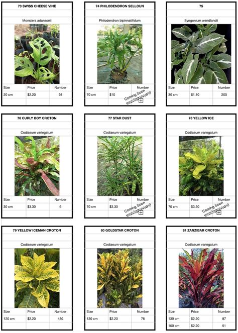 Examples Of Terrestrial Plants Names