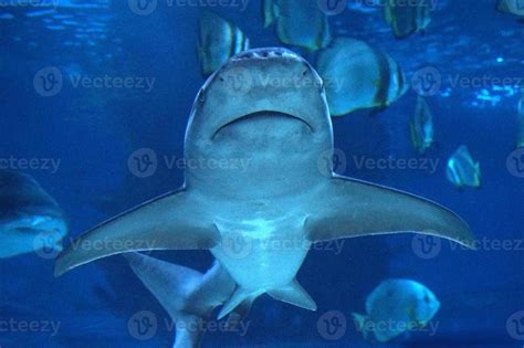 Shark Swimming Underwater 23128603 Stock Photo at Vecteezy