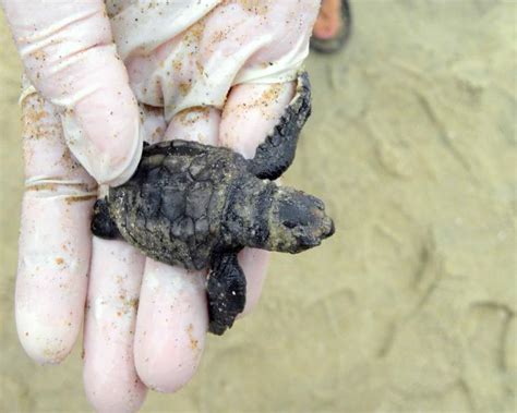 Free picture: loggerhead, sea, turtle, hatchling