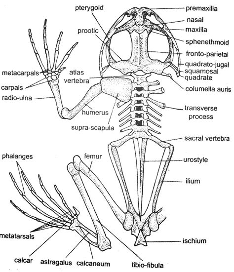 Difference between Forelimbs and Hindlimbs of Frog