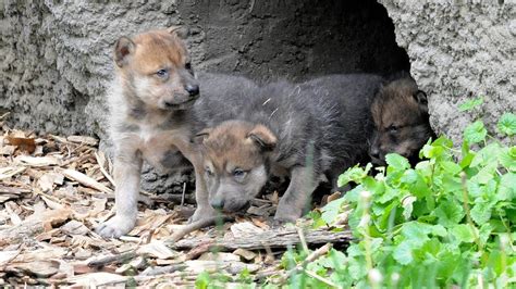 Mexican gray wolf puppies emerge from den at Brookfield Zoo | FOX 32 ...