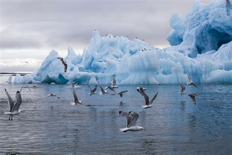 Great Arctic Reserve in Siberia: Desert, Tundra, Icebergs & Rare Animals - Tiplr