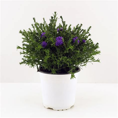 Aster - Aster M-15 - La tienda de las plantas