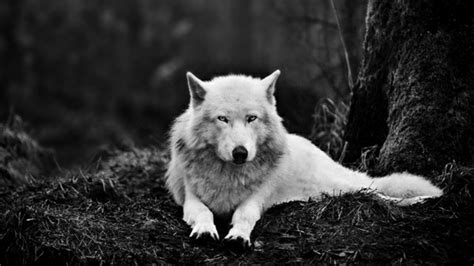 Alaskan tundra wolf (canis lupus tundrarum) - Monochrome photography ...