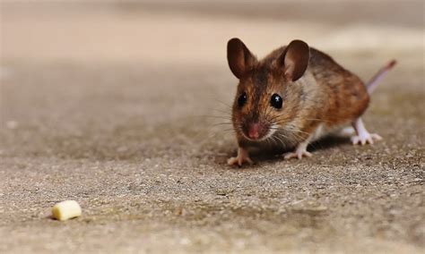 Free Images : nature, sweet, animal, cute, wildlife, fur, small, brown, mammal, rodent, fauna ...