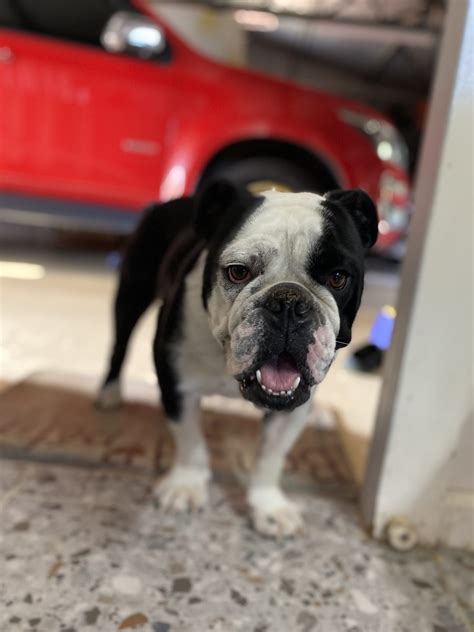 British Bulldog - Leeton - PetsForHomes