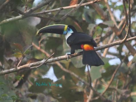 Ramphastos tucanus – Birds of Bolivia