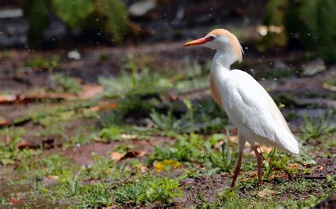 Download Cattle Egret Animal Egret HD Wallpaper