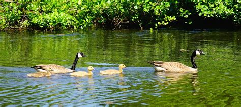 Why Resenting Your Parents is Healthy - Shona Keachie