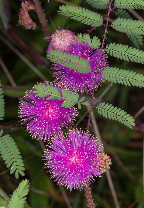 Sensitive Briar flowers and leaves | Roads End Naturalist