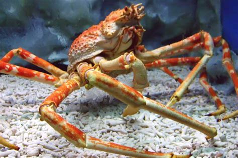 What Is A Crustacean? The Ultimate Guide To Crustaceans