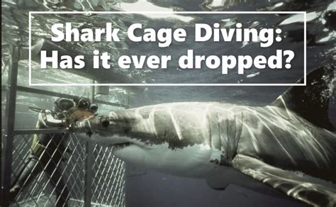 Shark Cage Diving - Has it Ever Dropped?