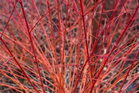 Best Dogwoods for Winter Colour - BBC Gardeners World Magazine