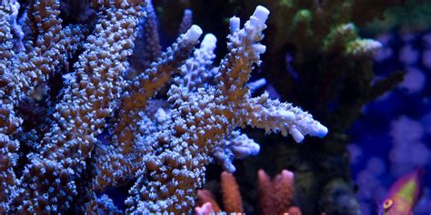 Corals and sea anemones (anthozoa) | Smithsonian's National Zoo