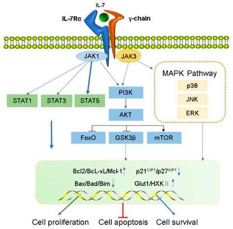 IJMS | Free Full-Text | The Role of IL-7 and IL-7R in Cancer ...