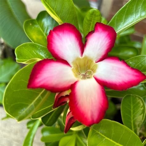 Desert Rose Plant - Etsy