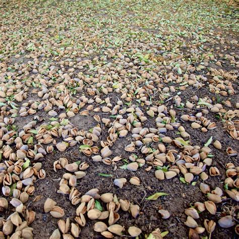 Almond Harvest: An Overview