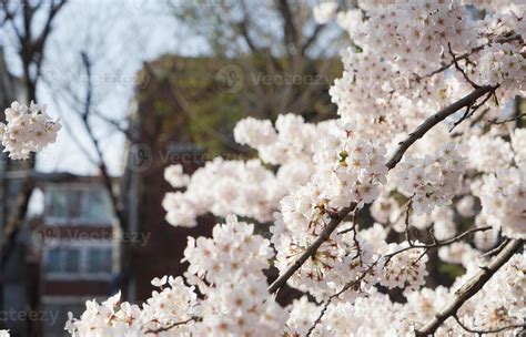 Cherry Blossom Landscape in Korea 18787349 Stock Photo at Vecteezy