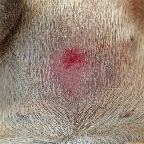 Hot Spots on Dogs: What Causes Them and How to Treat Them | BeChewy