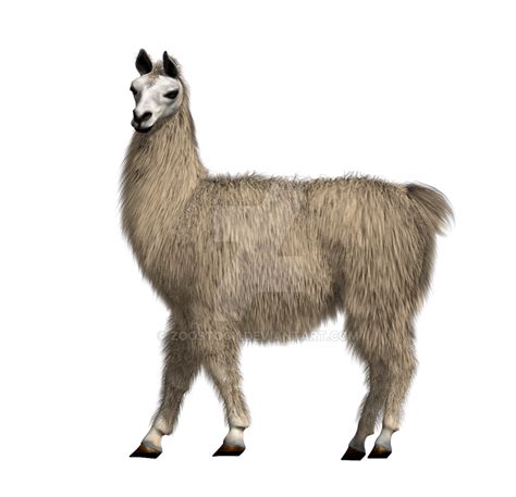 Animal lama on a transparent background by ZOOSTOCK on DeviantArt