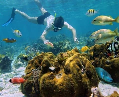 Where To Snorkel In Cancun: Ultimate Guide For Snorkeling Cancun