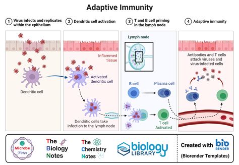 Dendritic Cells- Definition, Structure, Immunity, Types, Functions