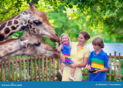 Family Feeding Giraffe in a Zoo Stock Image - Image of brave, animal ...