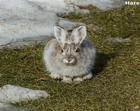 9 Animals That Are In The Tundra Biome! with Pictures! - Animal Quarters