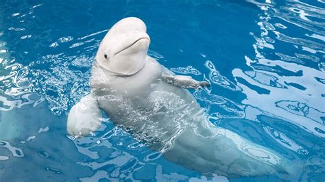 What Do Beluga Whales Eat - Beluga Whale Diet Facts - SciQuest