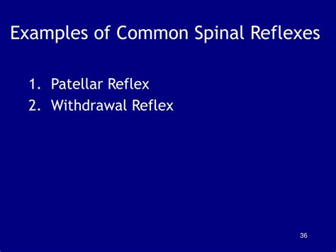 Example Of A Monosynaptic Reflex